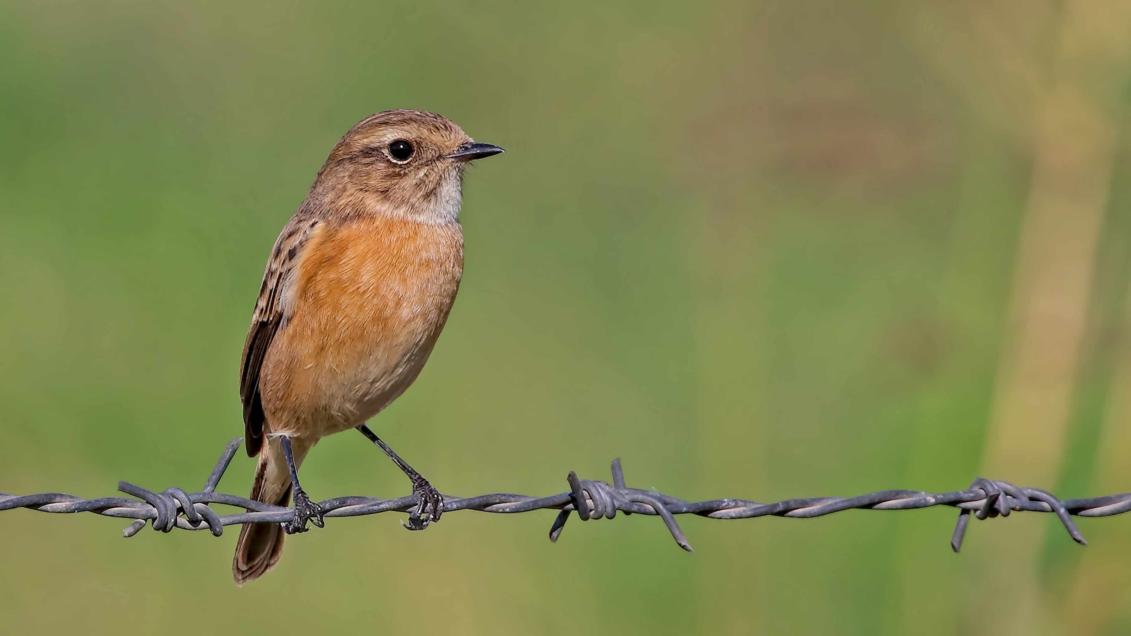 European Stonechat